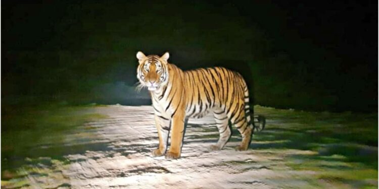 Tiger Spotted in Gayaji Forest Sparks Fear Among Villagers and Expressway Workers