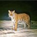 Tiger Spotted in Gayaji Forest Sparks Fear Among Villagers and Expressway Workers