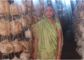 Jeevika Women Build New Livelihoods Through Mushroom Farming