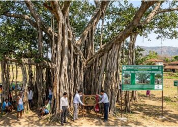 Bihar Government Identifies Only 32 Heritage Trees Aged Up to 100 Years; 500-Year-Old Banyan Found in Aurangabad
