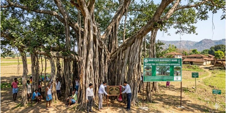 Bihar Government Identifies Only 32 Heritage Trees Aged Up to 100 Years; 500-Year-Old Banyan Found in Aurangabad