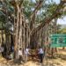 Bihar Government Identifies Only 32 Heritage Trees Aged Up to 100 Years; 500-Year-Old Banyan Found in Aurangabad