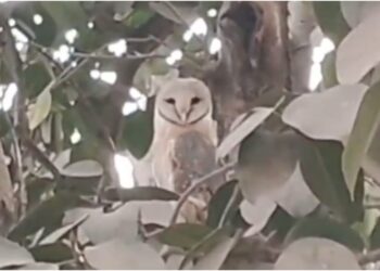 White Owl Spotted in Bagaha on Holi; Crowds Gather at Bus Stand