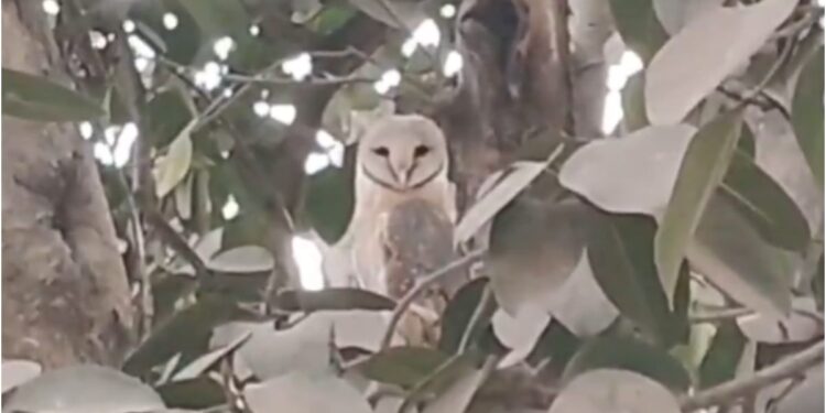White Owl Spotted in Bagaha on Holi; Crowds Gather at Bus Stand