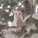 White Owl Spotted in Bagaha on Holi; Crowds Gather at Bus Stand