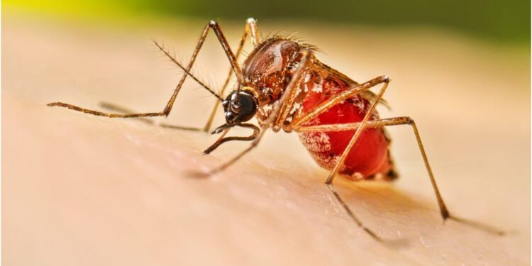 Bihar Health Department Issues Strict Guidelines on Dengue; Fogging and Anti-Larvae Spraying Intensified