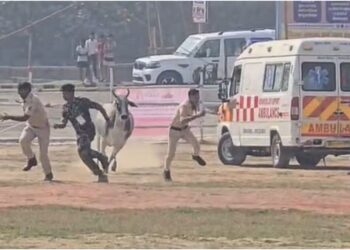 Bull Enters Helipad Ahead of Nitish Kumar’s Samriddhi Yatra Visit in Begusarai, Triggers Brief Security Scare