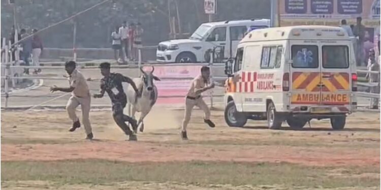 Bull Enters Helipad Ahead of Nitish Kumar’s Samriddhi Yatra Visit in Begusarai, Triggers Brief Security Scare