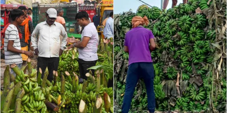Karnataka Bananas in Higher Demand Than Local Varieties as Chhath Drives Up Fruit and Vegetable Prices in Patna