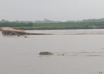 Rain In Nepal Triggers Sudden Flooding In Kishanganj, Bamboo Bridges Washed Away