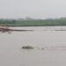 Rain In Nepal Triggers Sudden Flooding In Kishanganj, Bamboo Bridges Washed Away