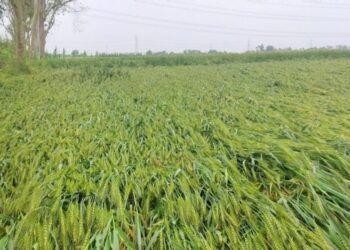 Unseasonal Rains Damage Rabi Crops Across Bihar, Farmers Face Losses