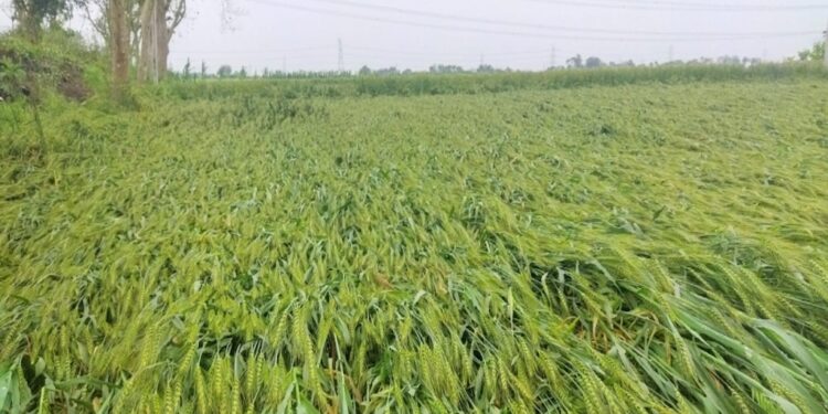 Unseasonal Rains Damage Rabi Crops Across Bihar, Farmers Face Losses