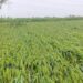 Unseasonal Rains Damage Rabi Crops Across Bihar, Farmers Face Losses