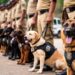Bihar police expand canine unit as 30 trained dogs join CID dog squad
