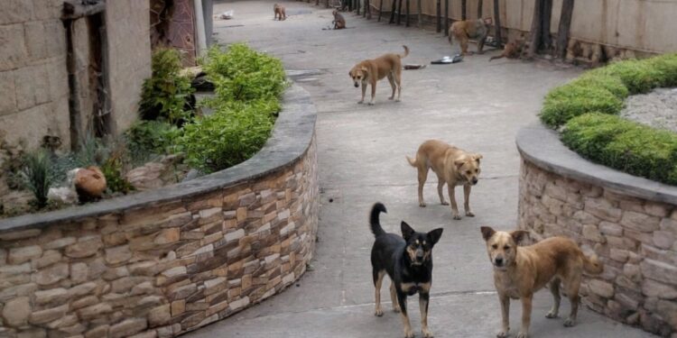 Residents Near Patna’s Exhibition Road Raise Concern Over Stray Dog and Monkey Menace