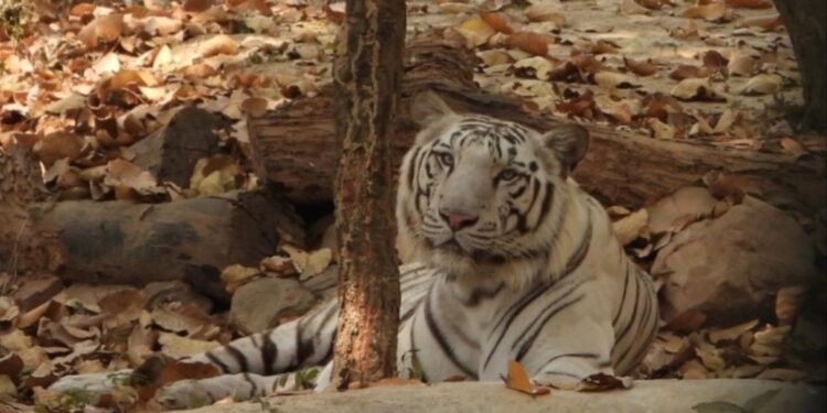 White Tiger ‘Kesari’ Introduced at Rajgir Zoo Safari, Adding New Attraction for Visitors