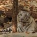 White Tiger ‘Kesari’ Introduced at Rajgir Zoo Safari, Adding New Attraction for Visitors
