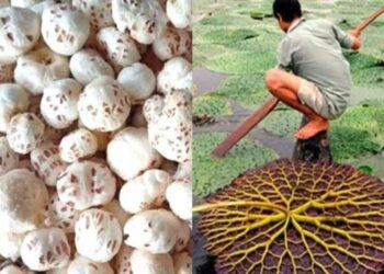 Bihar Bets On Makhana Boom With Subsidies And Statewide Expansion Plan