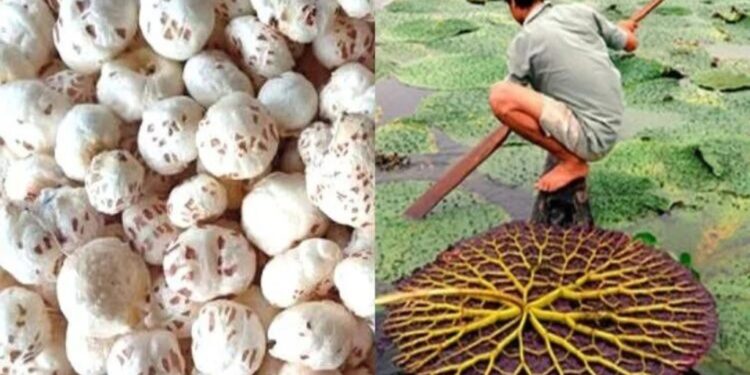 Bihar Bets On Makhana Boom With Subsidies And Statewide Expansion Plan