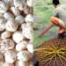 Bihar Bets On Makhana Boom With Subsidies And Statewide Expansion Plan