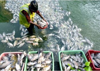 Patna Set to Emerge as Eastern India’s Fisheries Hub with NFDB Regional Office in Chapra