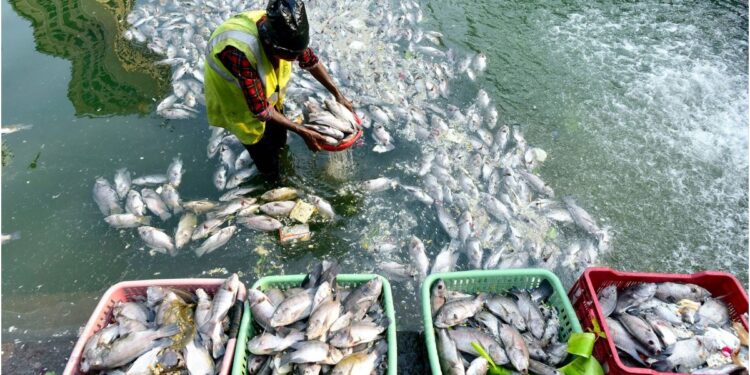 Patna Set to Emerge as Eastern India’s Fisheries Hub with NFDB Regional Office in Chapra