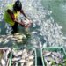 Patna Set to Emerge as Eastern India’s Fisheries Hub with NFDB Regional Office in Chapra