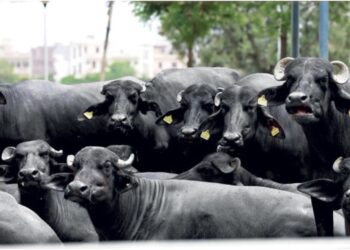 Bihar Scientists Launch IVF Trials in Buffaloes to Boost Milk Production and Improve Breeds