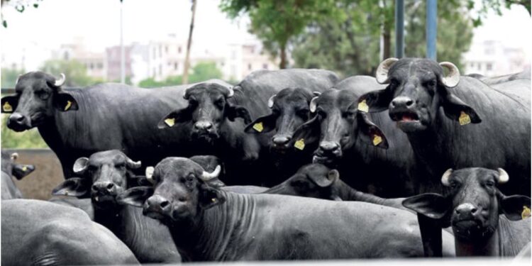 Bihar Scientists Launch IVF Trials in Buffaloes to Boost Milk Production and Improve Breeds