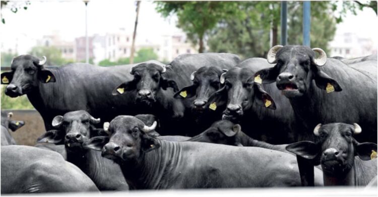 Bihar Scientists Launch IVF Trials in Buffaloes to Boost Milk Production and Improve Breeds