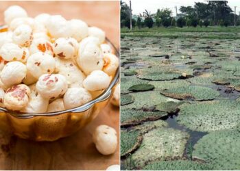 Now Thornless Makhana to Be Cultivated, Production Costs to Fall and Farmers’ Incomes to Rise