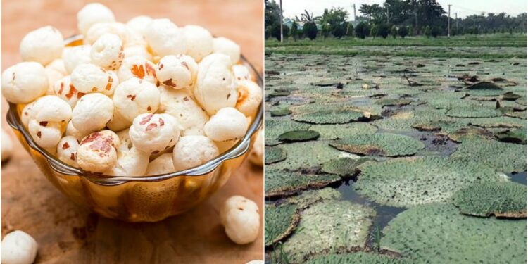 Now Thornless Makhana to Be Cultivated, Production Costs to Fall and Farmers’ Incomes to Rise
