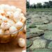 Now Thornless Makhana to Be Cultivated, Production Costs to Fall and Farmers’ Incomes to Rise