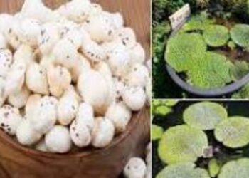 Bihar Govt. Announces Cash Support For Makhana Farming, Processing and Export Expansion