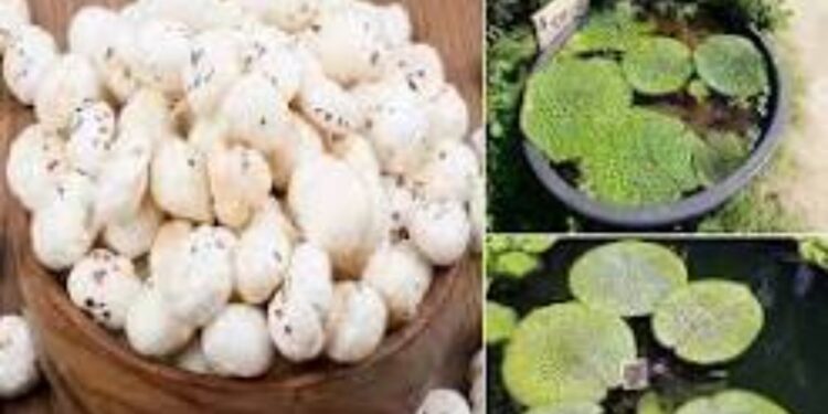 Bihar Govt. Announces Cash Support For Makhana Farming, Processing and Export Expansion