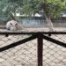 Guided Tours And Digital Services Launched At Patna Zoo To Enhance Visitor Experience