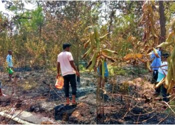 Bihar’s ‘Shamina Bagh’ Turns to Ashes as Massive Fire Destroys Couple’s Dream Orchard
