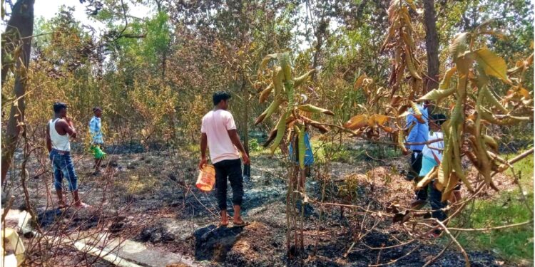Bihar’s ‘Shamina Bagh’ Turns to Ashes as Massive Fire Destroys Couple’s Dream Orchard