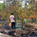 Bihar’s ‘Shamina Bagh’ Turns to Ashes as Massive Fire Destroys Couple’s Dream Orchard