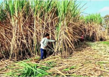 Bihar Sugarcane Farming Expands Beyond Mill Zones as 7,000 Farmers from New Areas Register Online