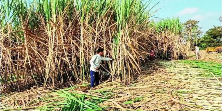 Bihar Sugarcane Farming Expands Beyond Mill Zones as 7,000 Farmers from New Areas Register Online