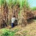 Bihar Sugarcane Farming Expands Beyond Mill Zones as 7,000 Farmers from New Areas Register Online