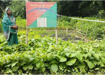 Bihar’s Jeevika Didis Lead Green Revolution with 4 Crore Saplings, 987 Nurseries Boost Rural Jobs