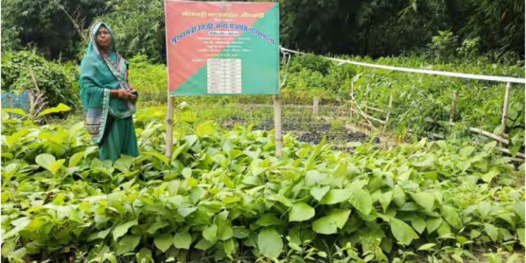 Bihar’s Jeevika Didis Lead Green Revolution with 4 Crore Saplings, 987 Nurseries Boost Rural Jobs