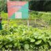 Bihar’s Jeevika Didis Lead Green Revolution with 4 Crore Saplings, 987 Nurseries Boost Rural Jobs