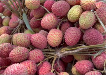 Muzaffarpur’s Shahi Litchi Arrive Early in Markets, Prices Touch Rs 400 Per 100 Pieces
