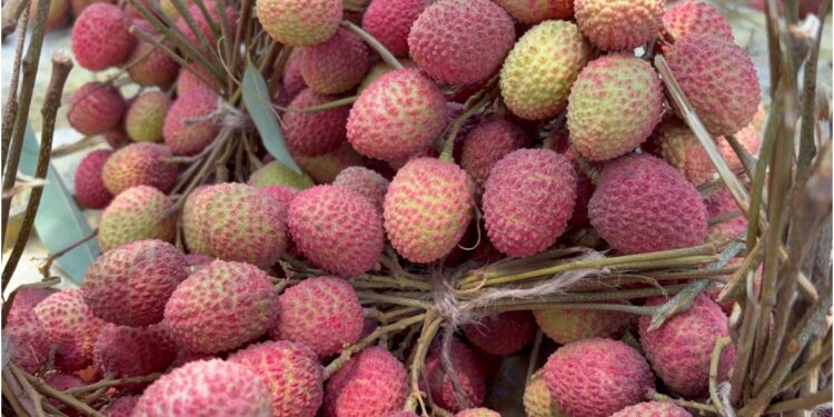 Muzaffarpur’s Shahi Litchi Arrive Early in Markets, Prices Touch Rs 400 Per 100 Pieces