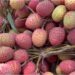 Muzaffarpur’s Shahi Litchi Arrive Early in Markets, Prices Touch Rs 400 Per 100 Pieces