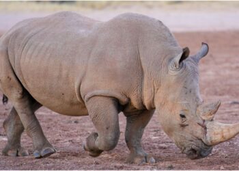 Patna Zoo to Welcome Rare Double-Horned White Rhinoceroses From Singapore